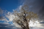 klamath_wild_prsrv_05-11-11_290_merge