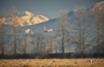 pnw_01-02-11_230