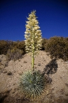 agave_06-07_023.jpg