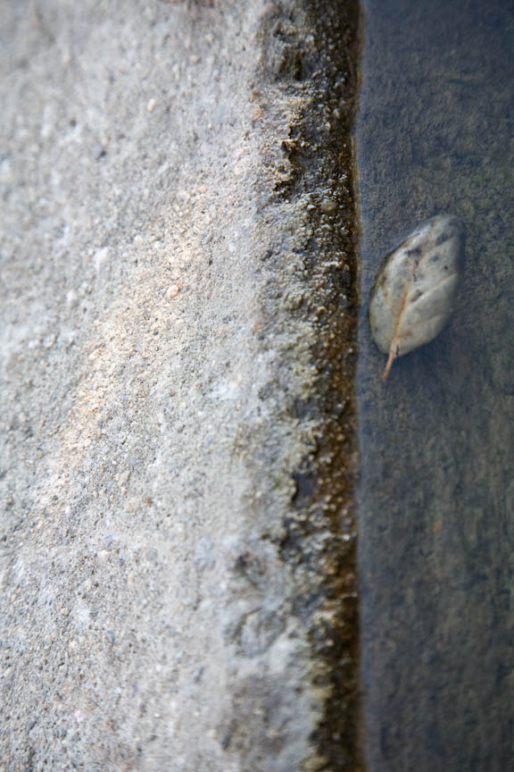 A Leaf in Winter