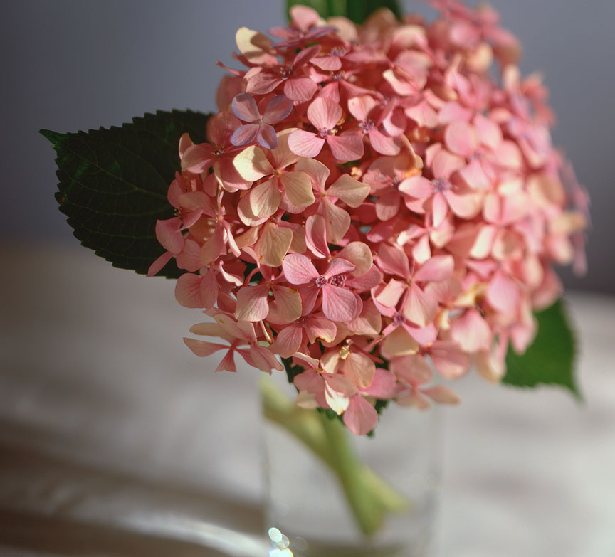 Hydrangea