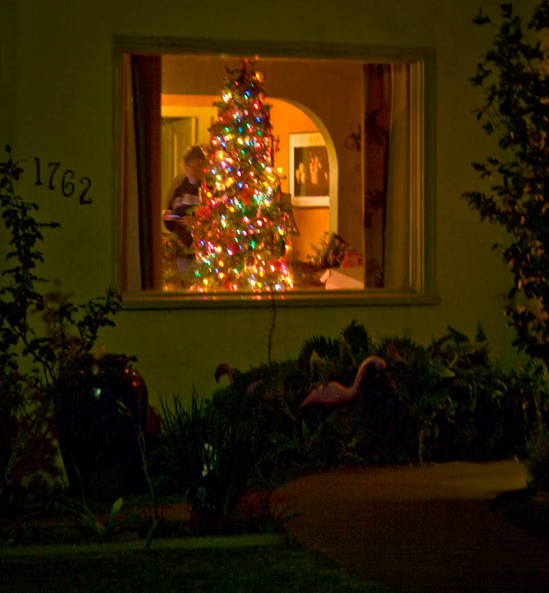 Tree in the Window