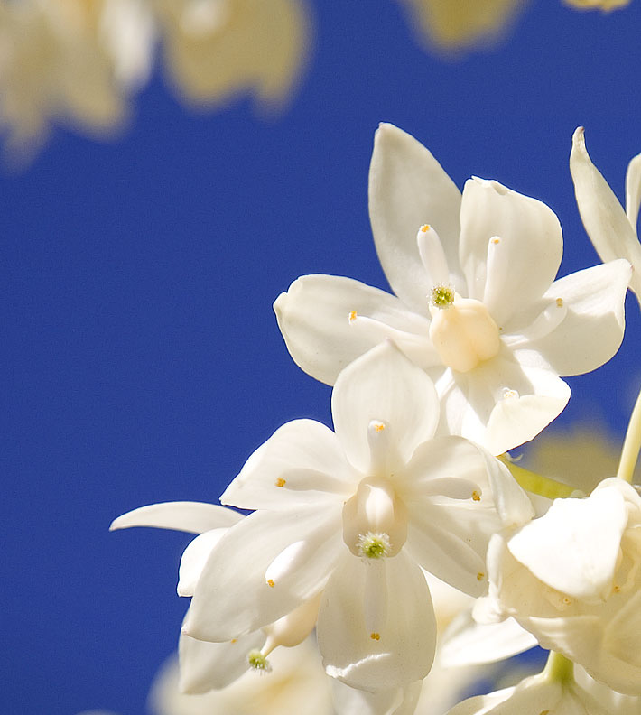 Yucca Flowers