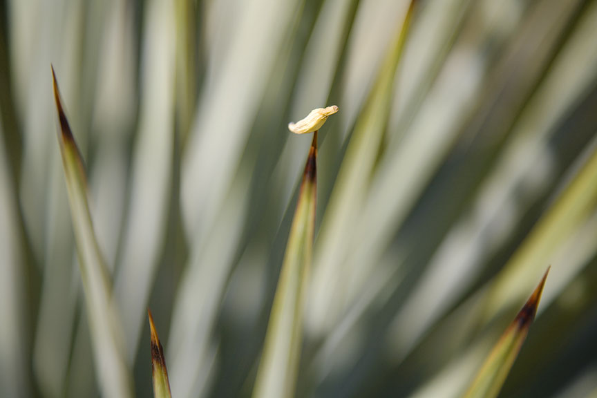 Yucca, #44