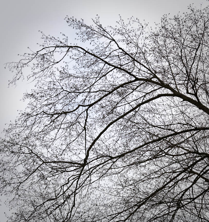 Tree, #56