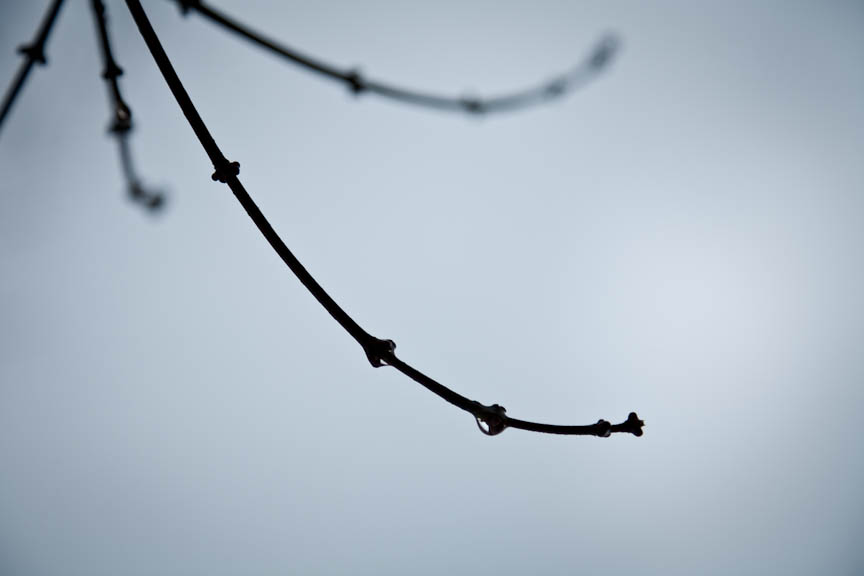 Winter Branch