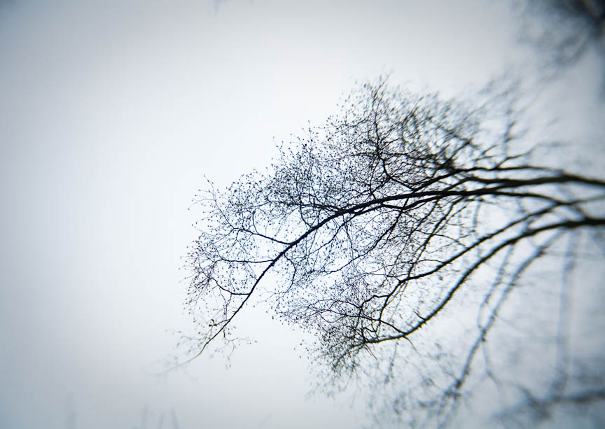 More Winter Lace
