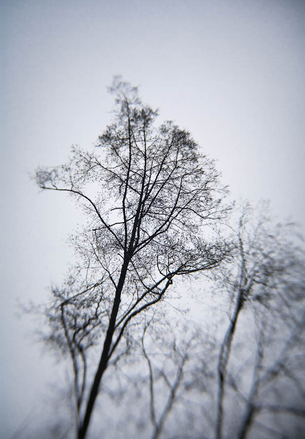 A Tree in Winter