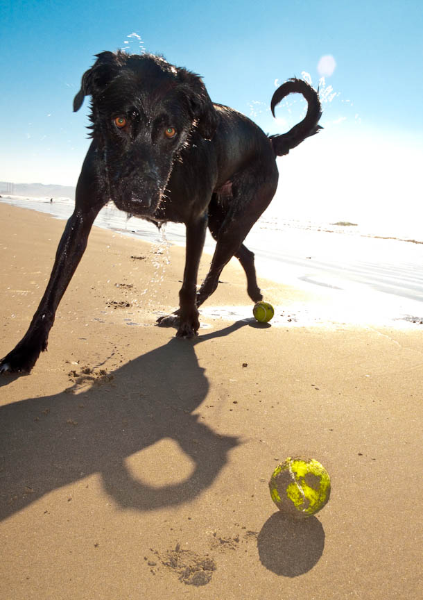 Milton the Dog