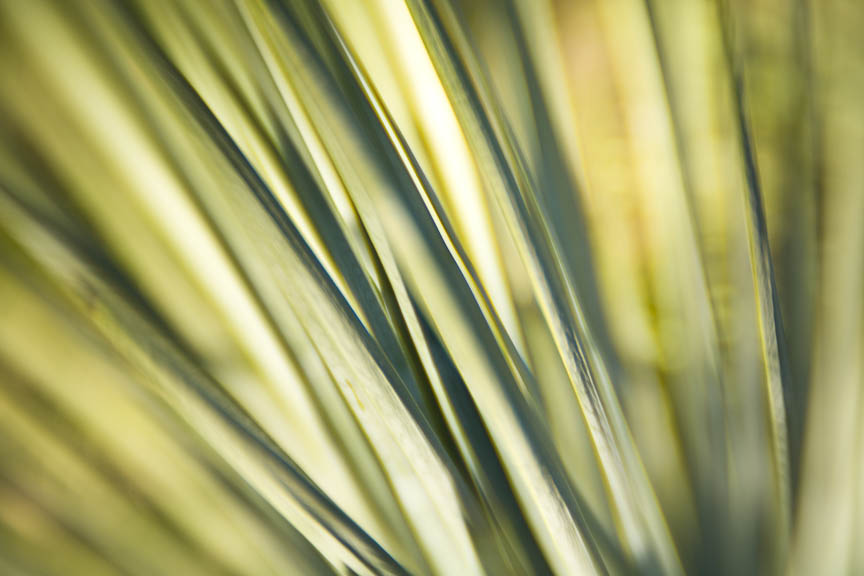 Yucca, #78