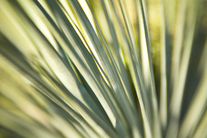 Yucca, #84