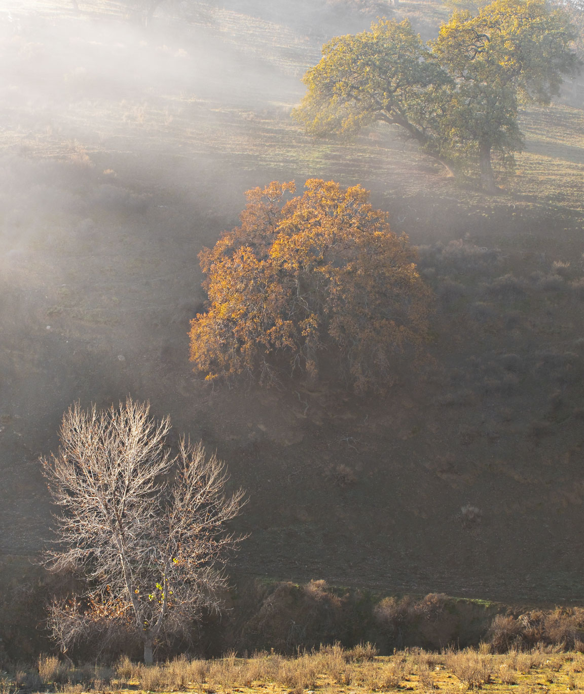 Three in the Mist