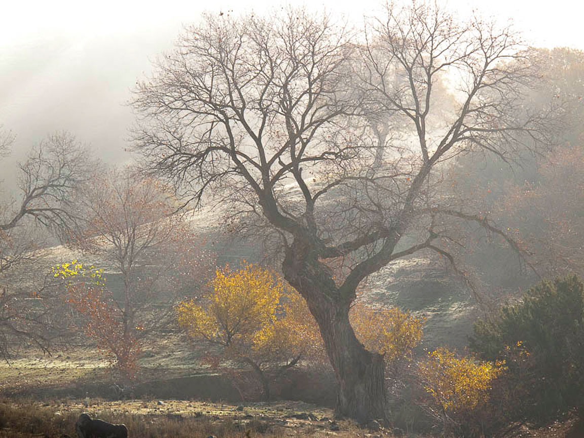 Oak Tree in the Mist