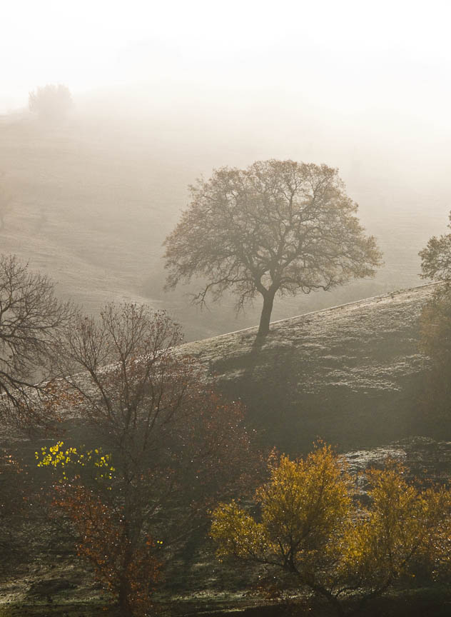 Misty Morning
