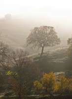 Misty Morning
