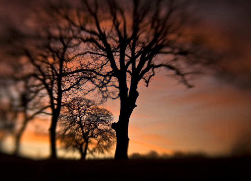 Oak Trees, #43