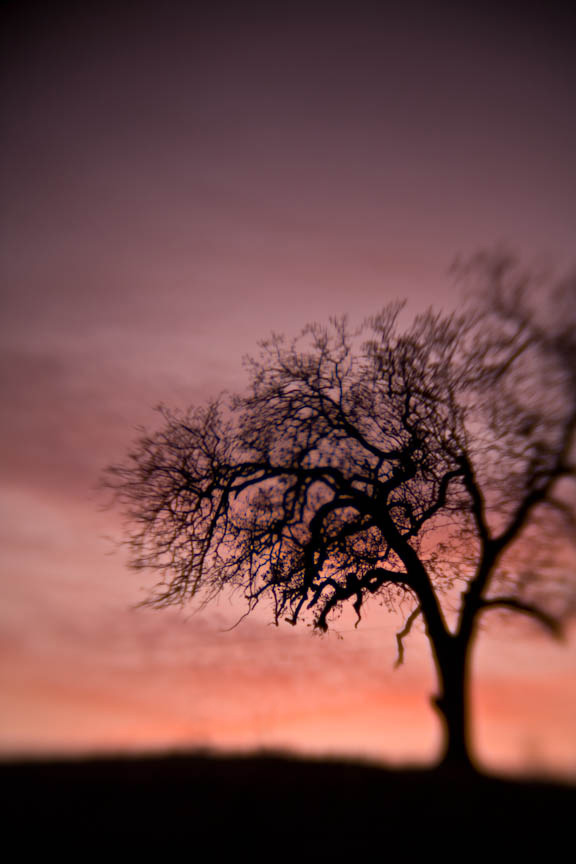 Oak Tree, #58