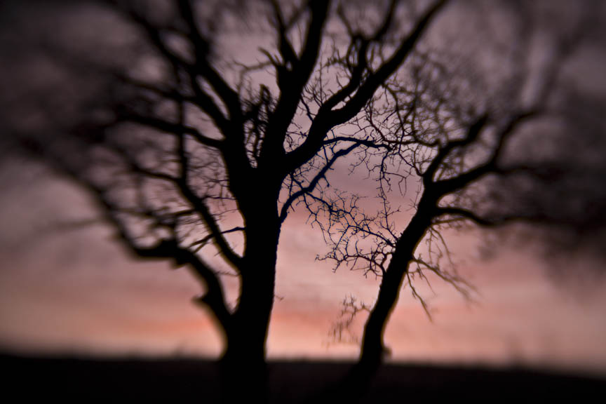 Oak Trees, #63