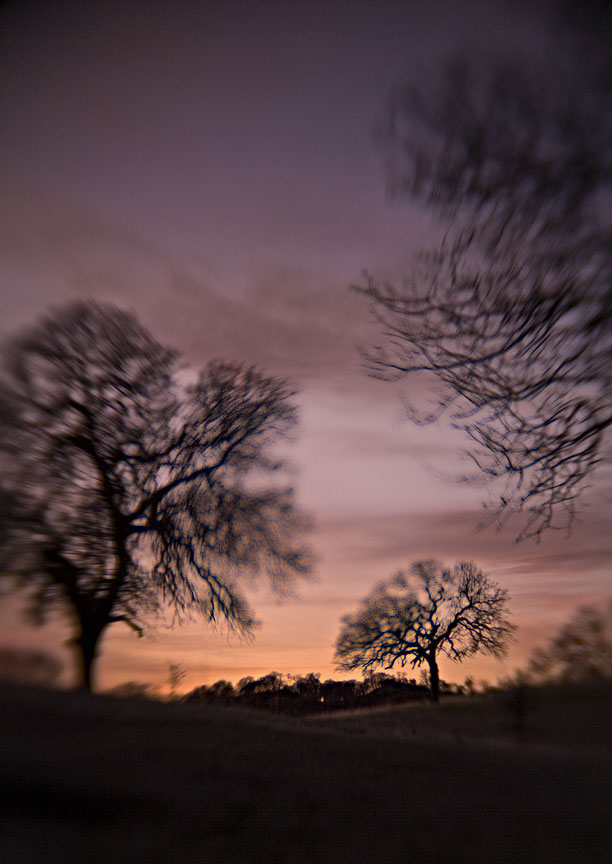 Oak Trees, #68