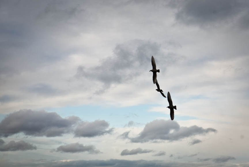Flying High
