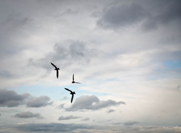 Three Seagulls