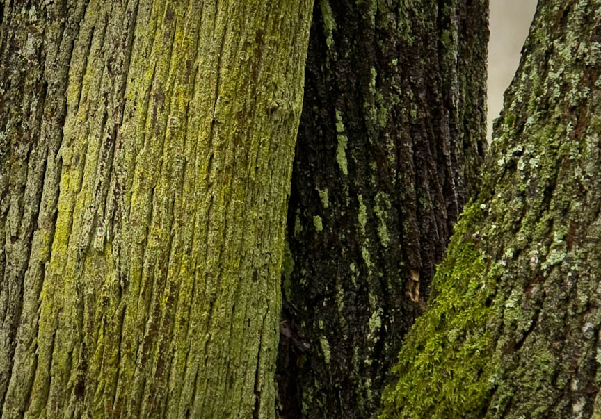 Three Trees