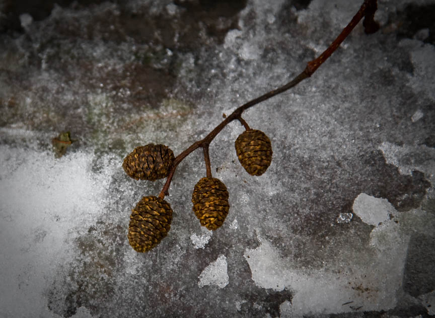 Winter Cones