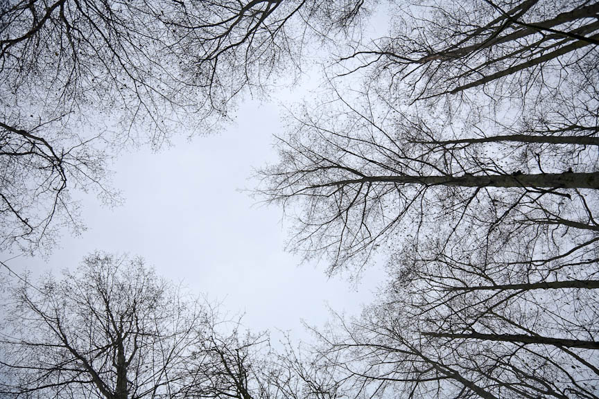 Winter Trees, #659