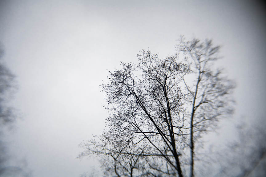 Winter Trees, #897