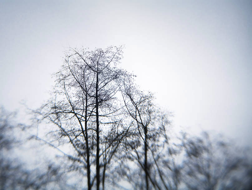 Winter Trees, #931