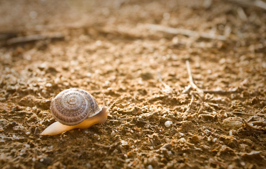 A Snail's Pace
