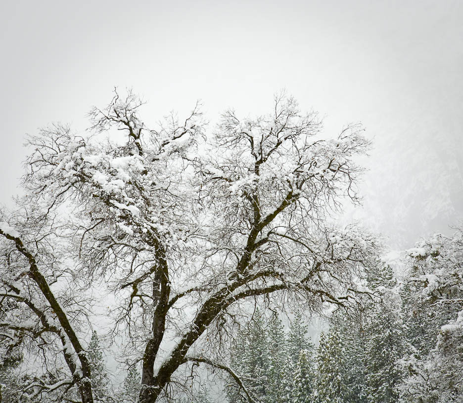 Winter in Yosemite, #192