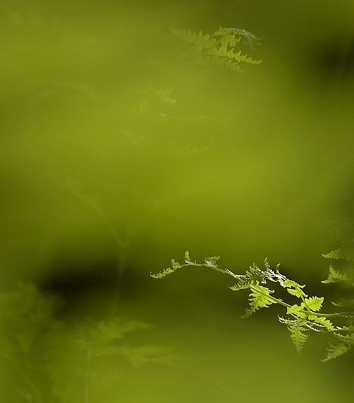 Continuous Green