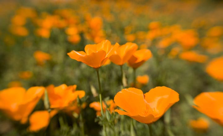 Poppies, #62