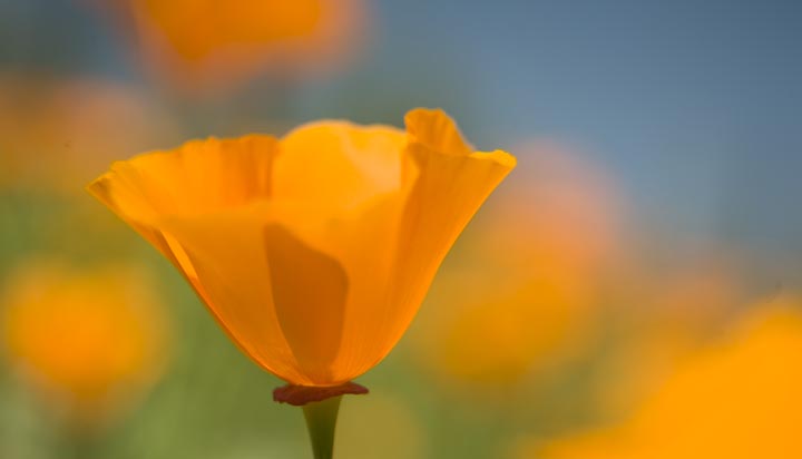 Poppies, #83