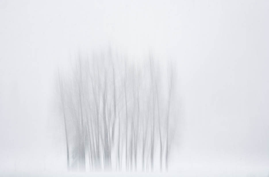 Snow on Cottonwoods, Ahwahnee Meadow