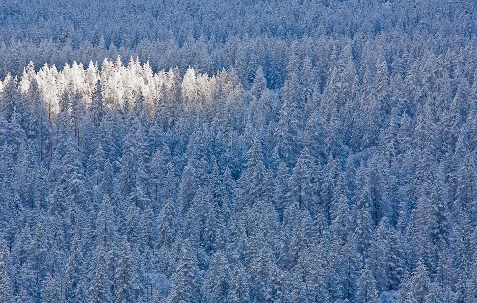 Diamond Trees