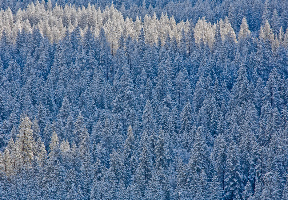 Snow Clad Trees