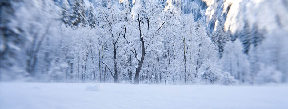 Yosemite Winter, #263