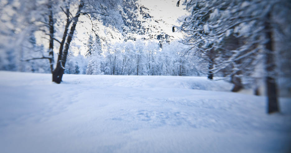 Yosemite Winter, #308