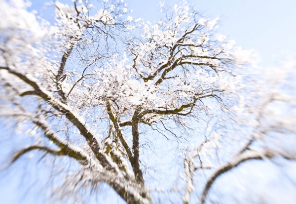 Winter Tree, Yosemite #379