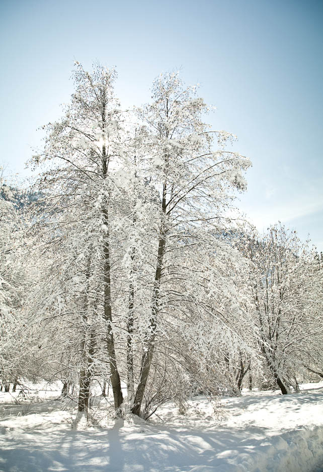 Winter Trees, #392