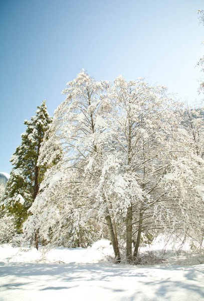 Winter Trees, #395