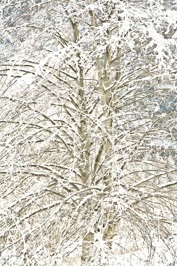Snow on Cottonwoods, #419