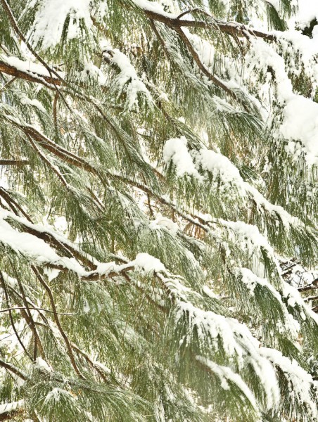 Snow on Pine Tree