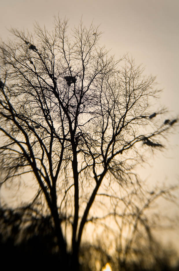 Yosemite Winter, #633