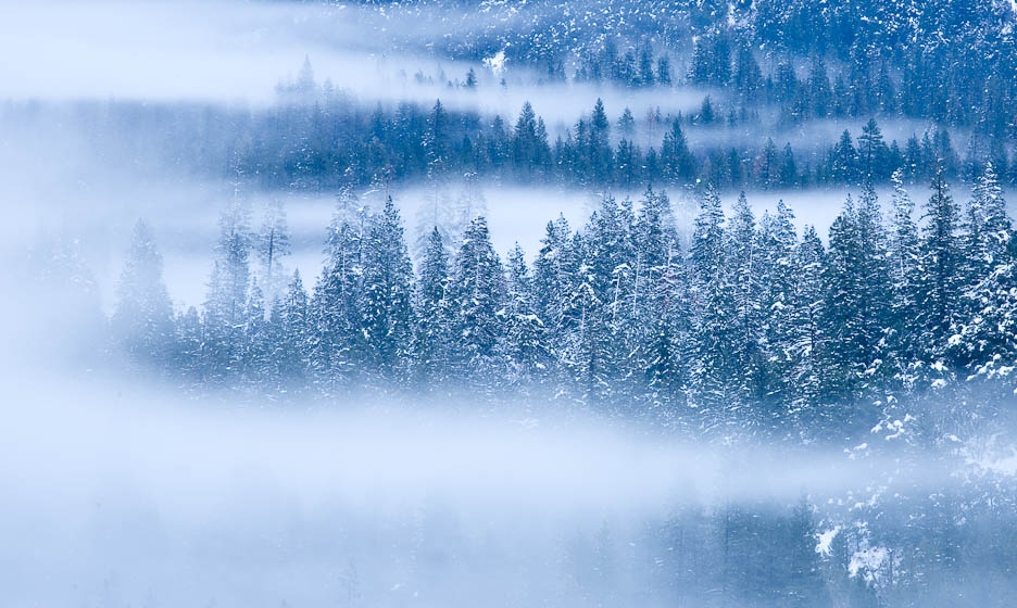 Trees in the Mist, #649
