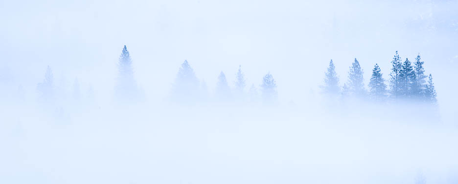 Trees in the Mist, #721