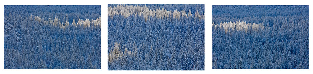 Snow Trees