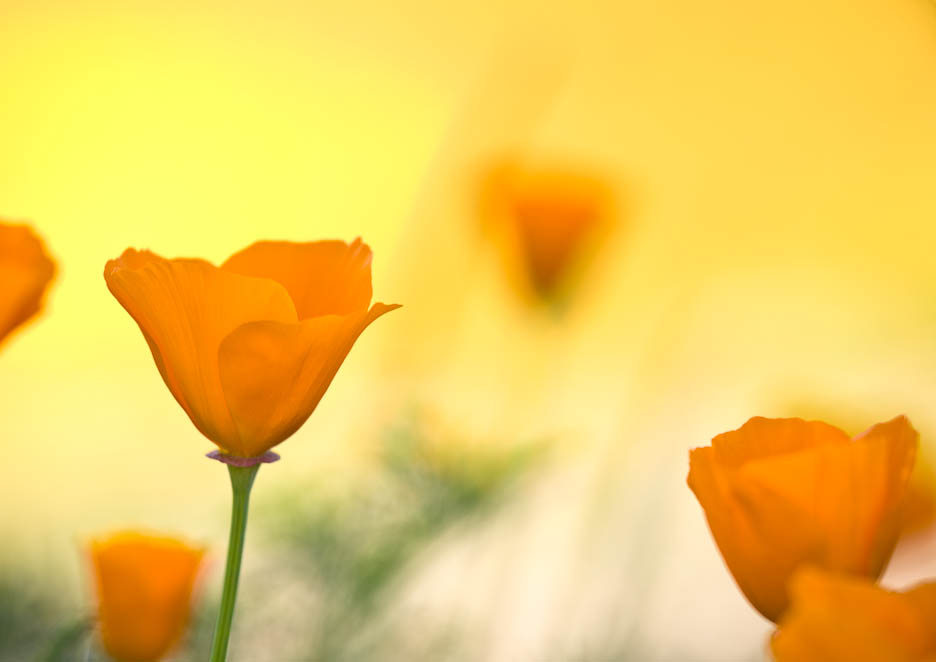 Poppies, #328